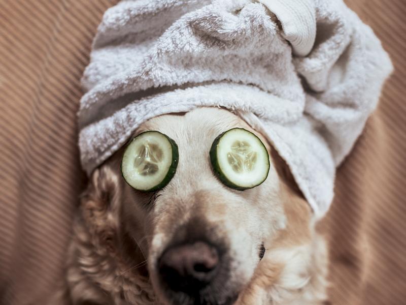 Pawfect Grooming photo 2