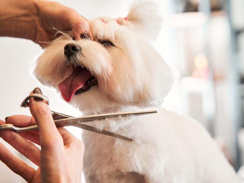 Pawfect Grooming photo 3